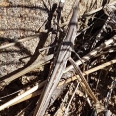 Acrida conica (Giant green slantface) at Molonglo River Reserve - 22 Mar 2020 by tpreston