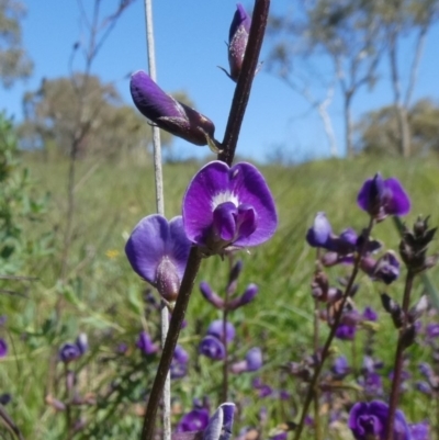 Glycine tabacina (Variable Glycine) at Tuggeranong Hill - 17 Mar 2020 by Owen