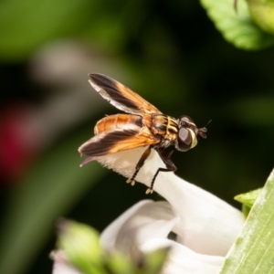 Trichopoda giacomellii at Macgregor, ACT - 22 Mar 2020