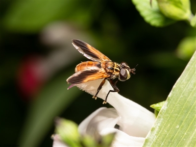 Trichopoda giacomellii (Feather Leg Fly) at Macgregor, ACT - 22 Mar 2020 by Roger