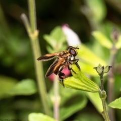 Trichopoda giacomellii at Macgregor, ACT - 22 Mar 2020