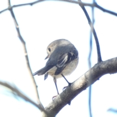 Petroica rosea (Rose Robin) at Deakin, ACT - 22 Mar 2020 by Ct1000