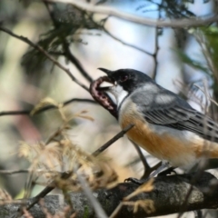 Pachycephala rufiventris (Rufous Whistler) at Deakin, ACT - 22 Mar 2020 by Ct1000