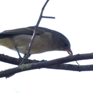 Pachycephala pectoralis at Deakin, ACT - 22 Mar 2020