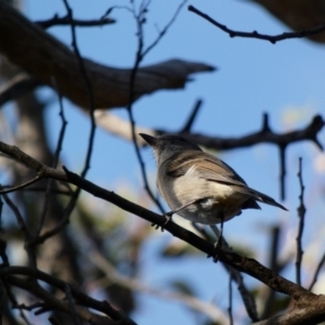 Pachycephala pectoralis at Deakin, ACT - 22 Mar 2020