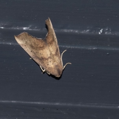 Mnesampela privata (Autumn Gum Moth) at Higgins, ACT - 20 Mar 2020 by AlisonMilton