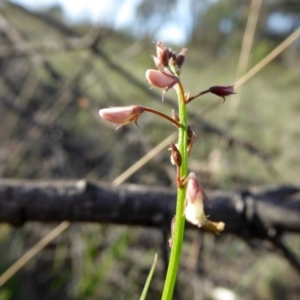 Grona varians at Yass River, NSW - 22 Mar 2020 04:02 PM