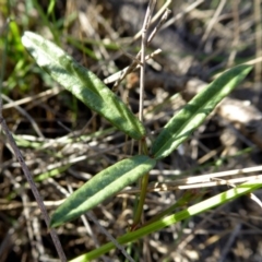 Grona varians at Yass River, NSW - 22 Mar 2020 04:02 PM