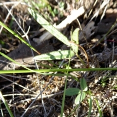 Grona varians at Yass River, NSW - 22 Mar 2020 04:02 PM