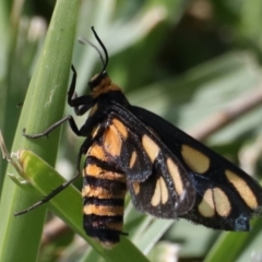 Amata (genus) (Handmaiden Moth) at Dolphin Point, NSW - 21 Mar 2020 by jb2602