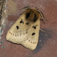 Anthela ocellata (Eyespot Anthelid moth) at Higgins, ACT - 19 Mar 2020 by AlisonMilton