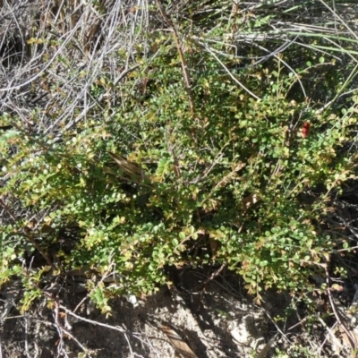 Bossiaea buxifolia (Matted Bossiaea) at Tuggeranong Hill - 21 Mar 2020 by Owen