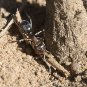 Iridomyrmex rufoniger at Dickson, ACT - 20 Mar 2020