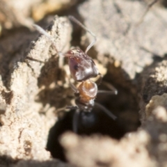 Iridomyrmex rufoniger at Dickson, ACT - 20 Mar 2020