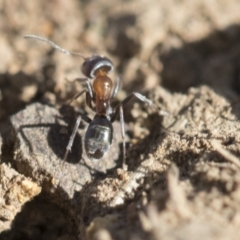 Iridomyrmex rufoniger at Dickson, ACT - 20 Mar 2020