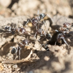 Iridomyrmex rufoniger at Dickson, ACT - 20 Mar 2020