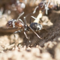 Iridomyrmex rufoniger at Dickson, ACT - 20 Mar 2020