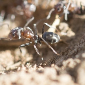 Iridomyrmex rufoniger at Dickson, ACT - 20 Mar 2020