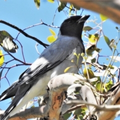 Coracina novaehollandiae (Black-faced Cuckooshrike) at Farrer, ACT - 22 Mar 2020 by JohnBundock