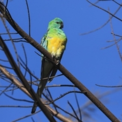 Psephotus haematonotus (Red-rumped Parrot) at Dickson, ACT - 20 Mar 2020 by AlisonMilton