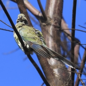 Psephotus haematonotus at Dickson, ACT - 20 Mar 2020