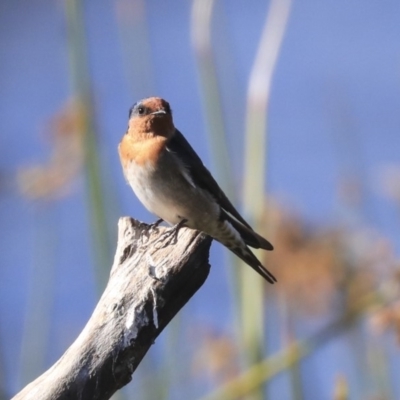 Hirundo neoxena (Welcome Swallow) at Dickson, ACT - 19 Mar 2020 by Alison Milton