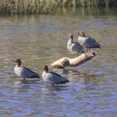 Chenonetta jubata (Australian Wood Duck) at Dickson Wetland - 19 Mar 2020 by AlisonMilton