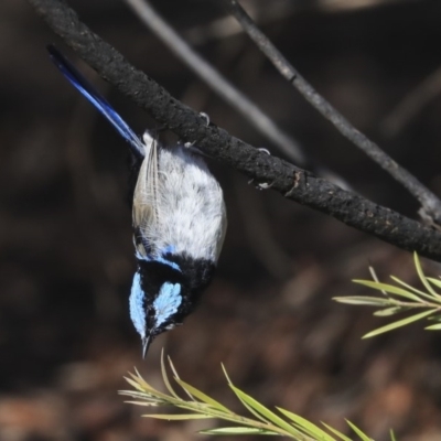 Malurus cyaneus (Superb Fairywren) at Dickson Wetland - 19 Mar 2020 by Alison Milton