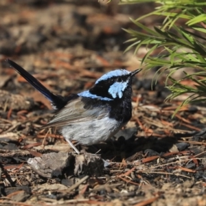 Malurus cyaneus at Dickson, ACT - 20 Mar 2020