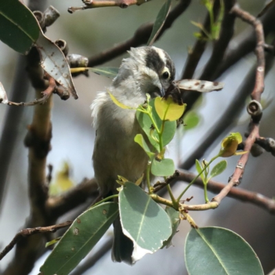 Melithreptus brevirostris (Brown-headed Honeyeater) at Meroo National Park - 21 Mar 2020 by jbromilow50