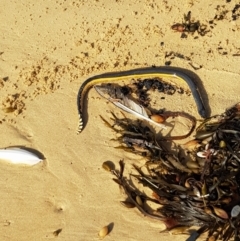 Hydrophis platurus (Yellow-bellied Sea Snake) at Nelson, NSW - 7 Mar 2020 by redsnow