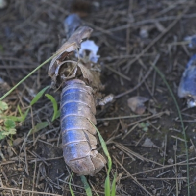 Cherax destructor (Common Yabby) at Dickson Wetland Corridor - 20 Mar 2020 by AlisonMilton