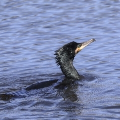 Phalacrocorax carbo (Great Cormorant) at Dickson Wetland - 20 Mar 2020 by Alison Milton