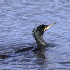 Phalacrocorax carbo (Great Cormorant) at Dickson Wetland - 20 Mar 2020 by AlisonMilton