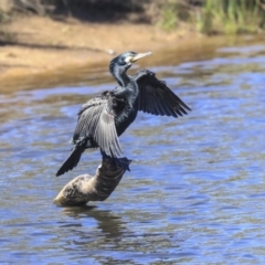 Phalacrocorax carbo at Dickson, ACT - 20 Mar 2020