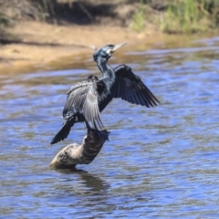 Phalacrocorax carbo at Dickson, ACT - 20 Mar 2020