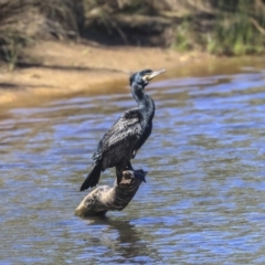 Phalacrocorax carbo at Dickson, ACT - 20 Mar 2020