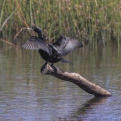 Phalacrocorax sulcirostris (Little Black Cormorant) at Dickson, ACT - 20 Mar 2020 by AlisonMilton