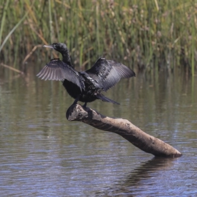 Phalacrocorax sulcirostris (Little Black Cormorant) at Dickson Wetland - 20 Mar 2020 by AlisonMilton