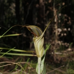 Diplodium coccinum (Scarlet Greenhood) at Uriarra, NSW - 22 Mar 2020 by shoko