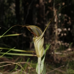 Diplodium coccinum at Uriarra, NSW - suppressed