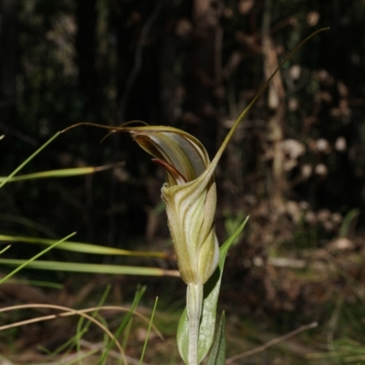 Diplodium coccinum (Scarlet Greenhood) at Uriarra, NSW - 22 Mar 2020 by shoko