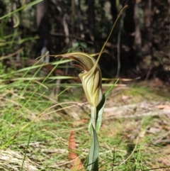 Diplodium coccinum at Uriarra, NSW - suppressed