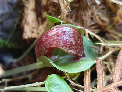 Corysanthes hispida (Bristly Helmet Orchid) at Uriarra, NSW - 21 Mar 2020 by shoko