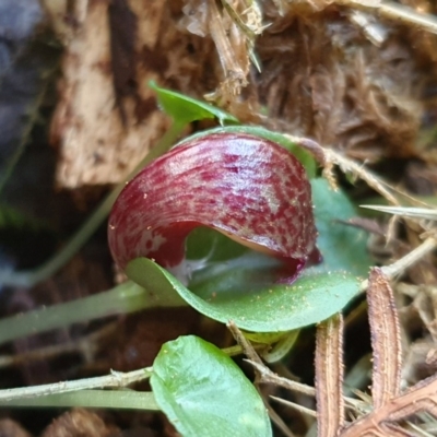 Corysanthes hispida (Bristly Helmet Orchid) at Uriarra, NSW - 22 Mar 2020 by shoko