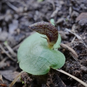 Corysanthes hispida at Uriarra, NSW - 22 Mar 2020