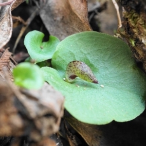 Corysanthes hispida at Uriarra, NSW - 22 Mar 2020