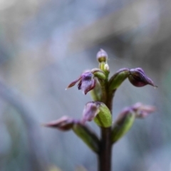 Corunastylis nuda (Tiny Midge Orchid) at Uriarra, NSW - 22 Mar 2020 by shoko