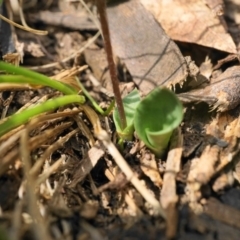 Eriochilus magenteus at Uriarra, NSW - suppressed