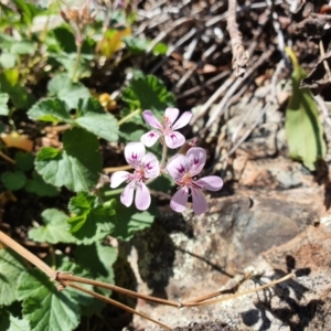 Pelargonium australe at Uriarra, NSW - 22 Mar 2020